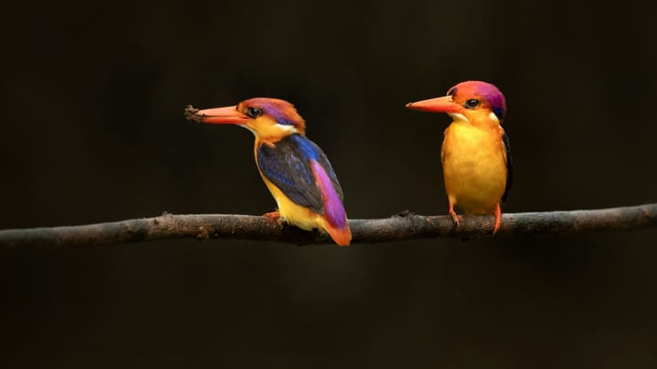 Things Charles Darwin did not say: Finches, eh? Seen one, seem 'em all.
