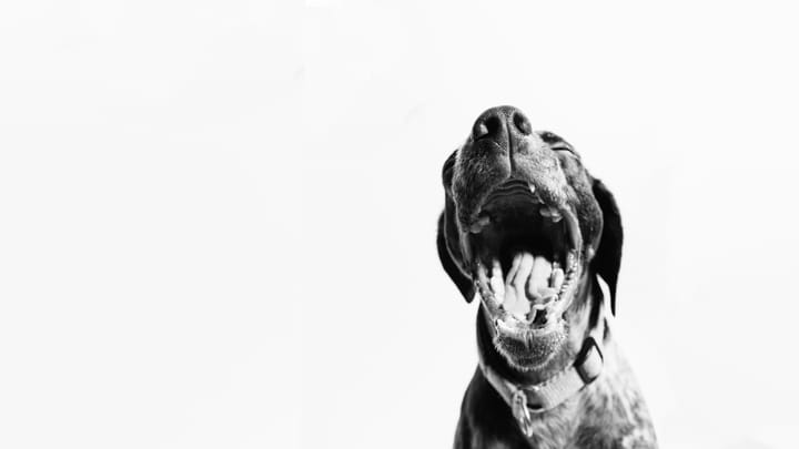 QOTD: "What do you mean, you had the dog fixed? Just what made you think he was broken!"
