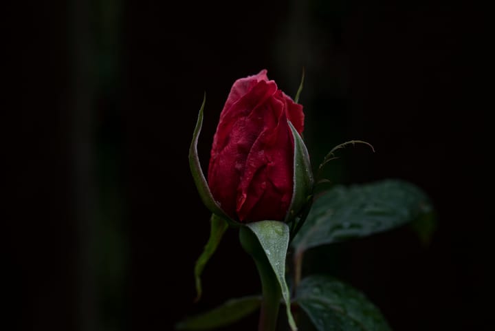 Absence makes the heart go wander.