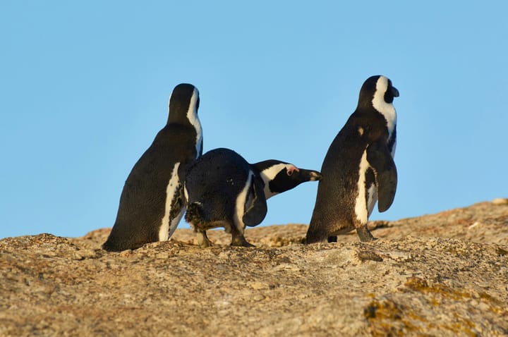 See, these two penguins walked into a bar, which was really stupid, 'cause the second one should have seen it.