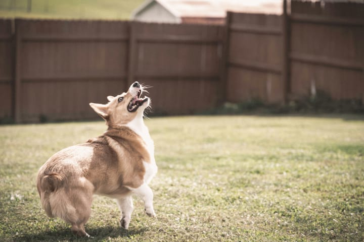 "The only time a dog gets complimented is when he doesn't do anything." - C. Schultz