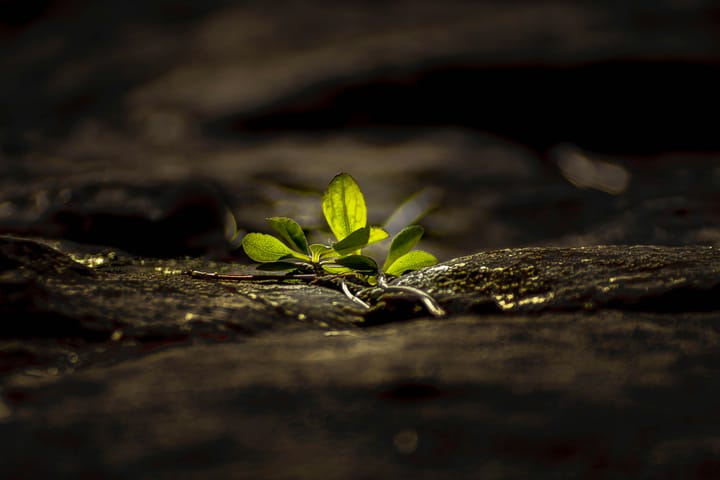 "Nothing succeeds like the appearance of success." - Christopher Lascl