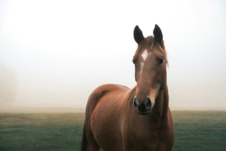 If you can lead it to water and force it to drink, it isn't a horse.