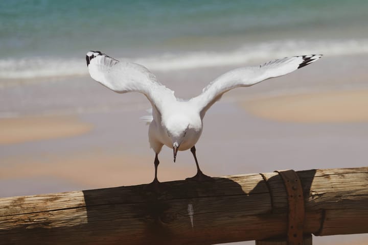 Zeus gave Leda the bird.