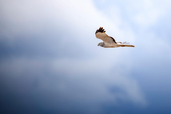 "One can never consent to creep when one feels an impulse to soar." - Helen Keller