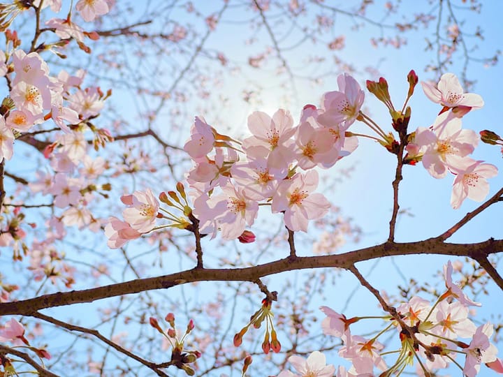 "Happiness is good health and a bad memory." - Ingrid Bergman