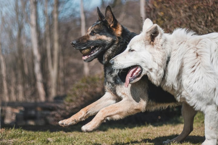 "Diplomacy is the art of saying "nice doggie" until you can find a rock." - Wynn Catlin