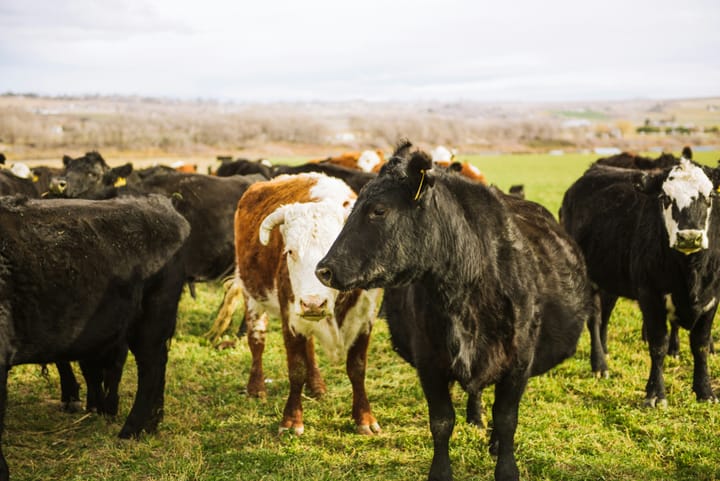I am so optimistic about beef prices that I've just leased a pot roast with an option to buy.